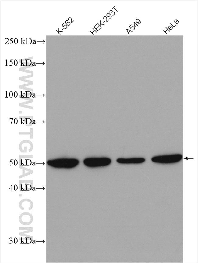 CSTF1 Antibody in Western Blot (WB)