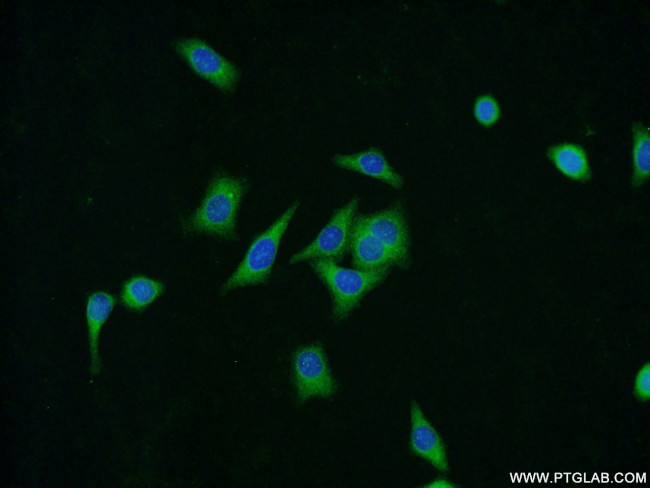 ZNF259 Antibody in Immunocytochemistry (ICC/IF)
