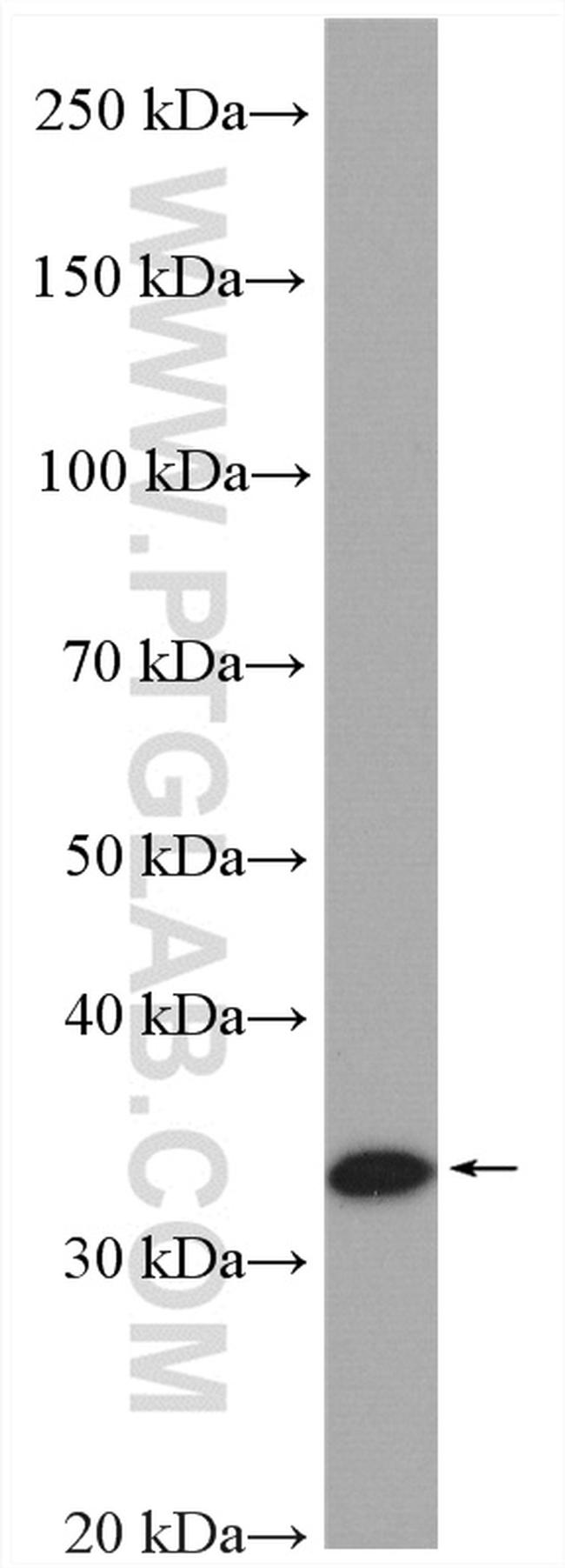 DIMT1L Antibody in Western Blot (WB)