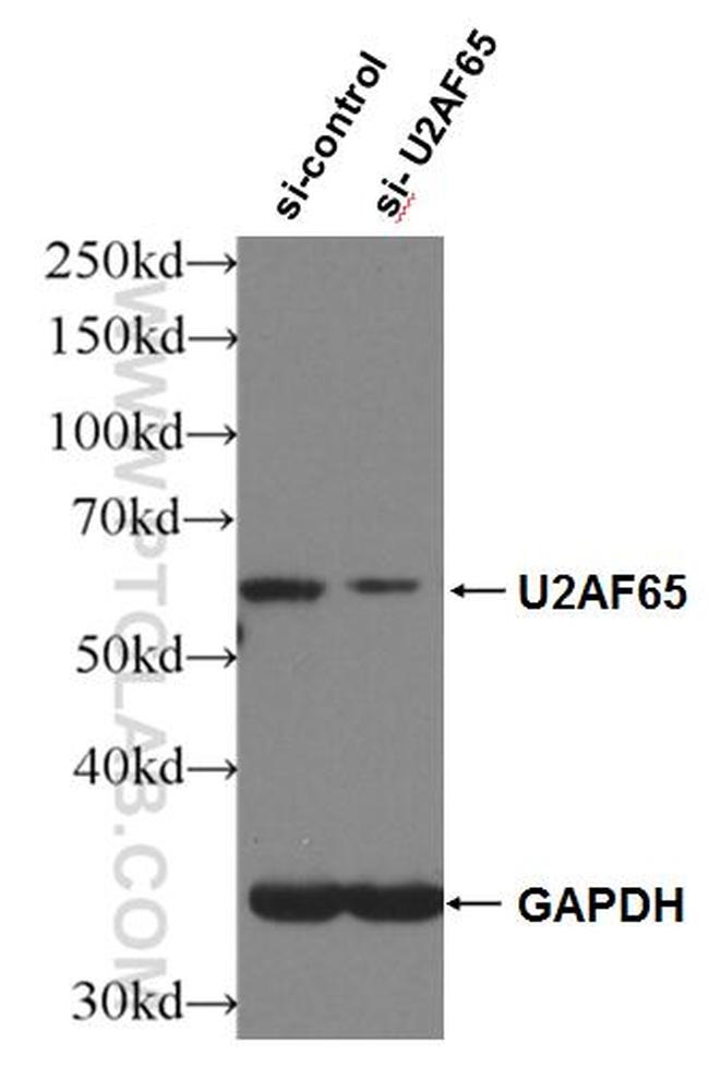 U2AF65 Antibody in Western Blot (WB)