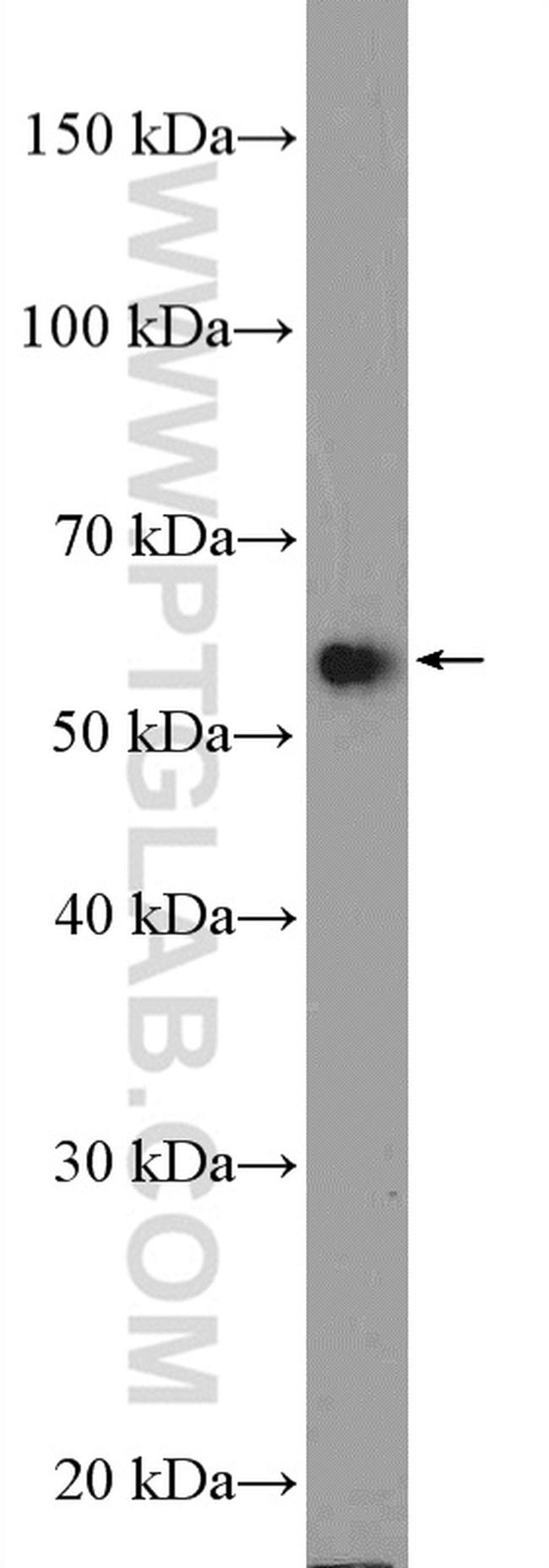 U2AF65 Antibody in Western Blot (WB)