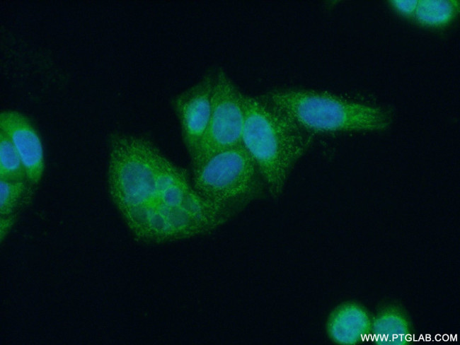 OPA3 Antibody in Immunocytochemistry (ICC/IF)