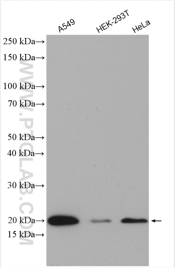 OPA3 Antibody in Western Blot (WB)