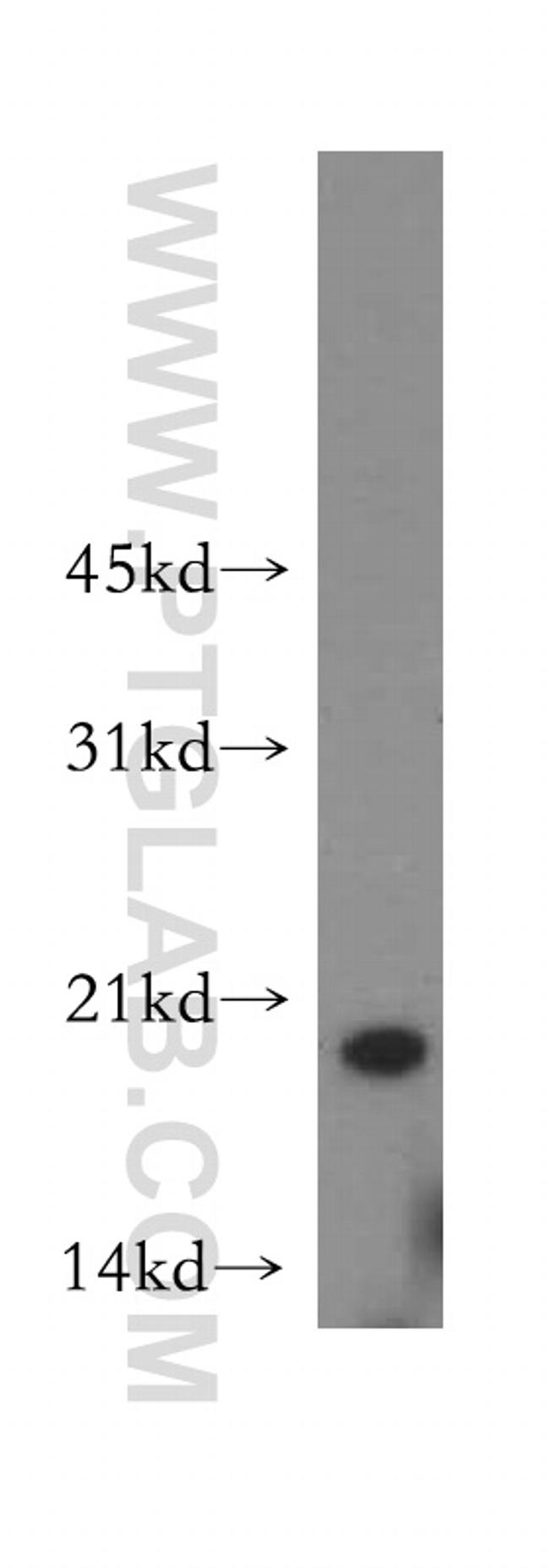 OPA3 Antibody in Western Blot (WB)