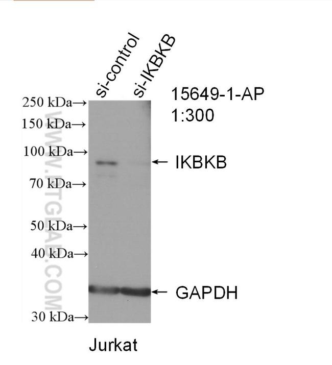 IKBKB Antibody in Western Blot (WB)