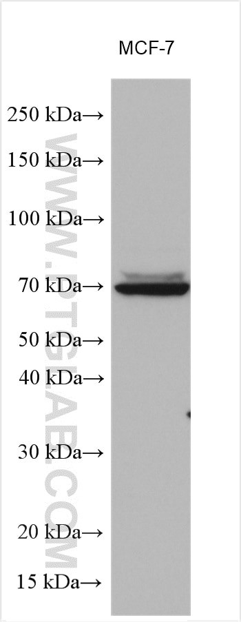 MTO1 Antibody in Western Blot (WB)