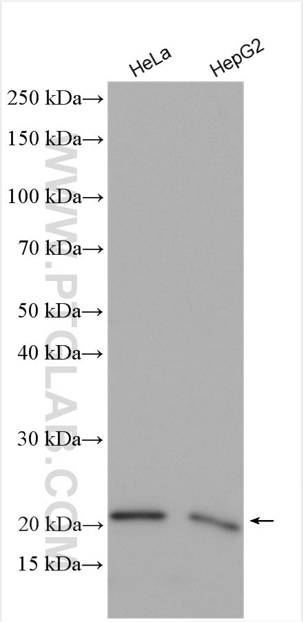 PMVK Antibody in Western Blot (WB)