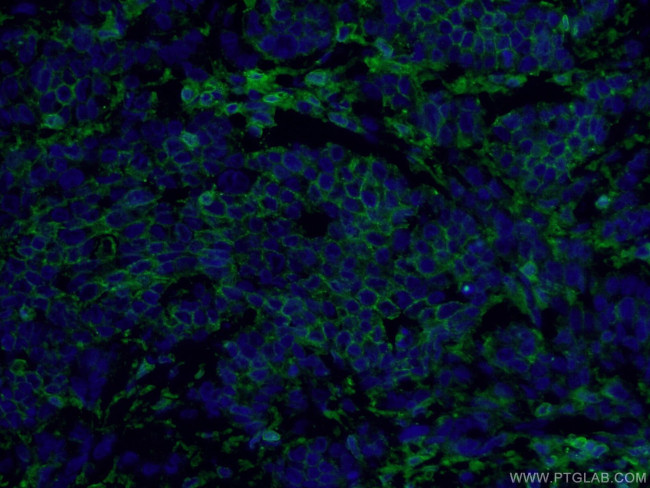 CD44 Antibody in Immunohistochemistry (PFA fixed) (IHC (PFA))