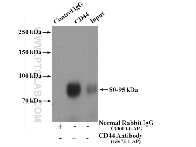 CD44 Polyclonal Antibody (15675-1-AP)