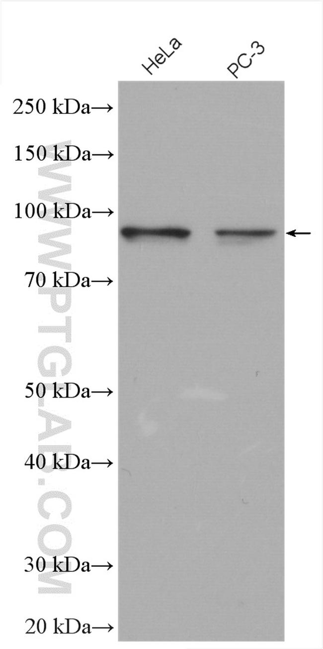 LZTS2 Antibody in Western Blot (WB)