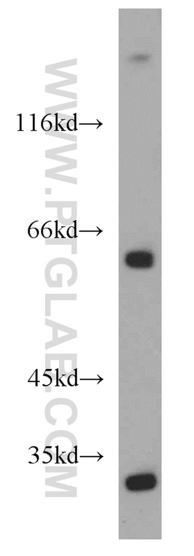 CDC45L Antibody in Western Blot (WB)