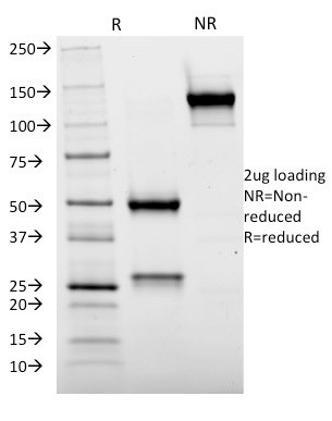 Cytochrome p450 Antibody in SDS-PAGE (SDS-PAGE)