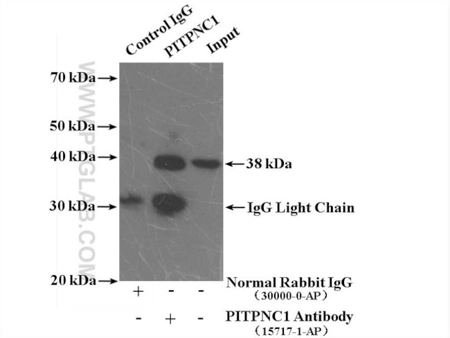 PITPNC1 Antibody in Immunoprecipitation (IP)