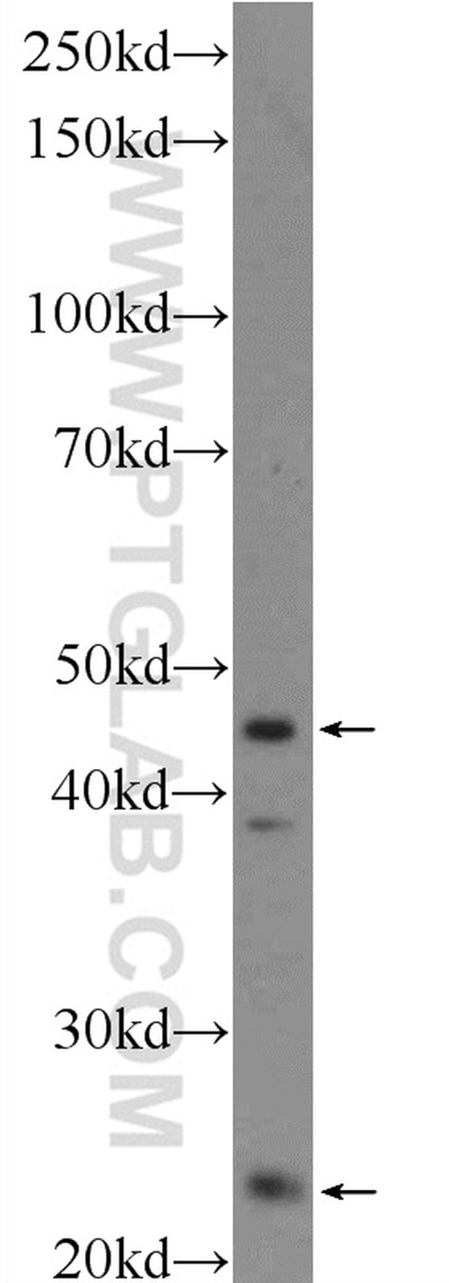 MID1IP1 Antibody in Western Blot (WB)