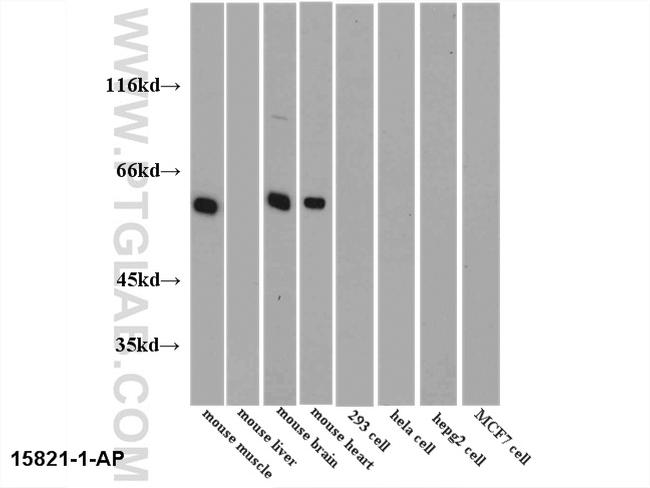 PKM1 Antibody in Western Blot (WB)