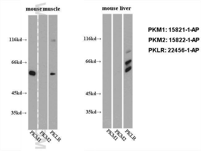 PKM1 Antibody in Western Blot (WB)