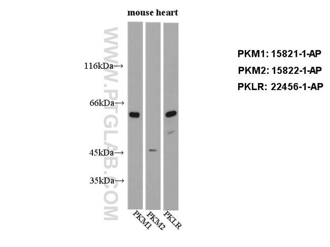 PKM1 Antibody in Western Blot (WB)