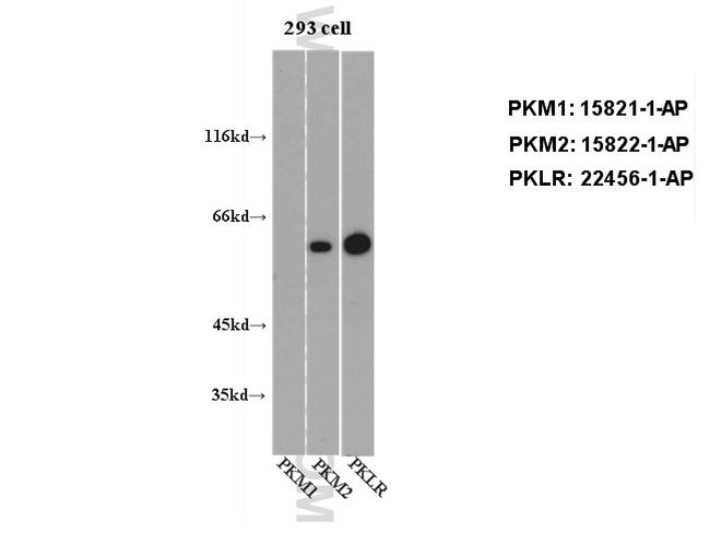 PKM2 Antibody in Western Blot (WB)