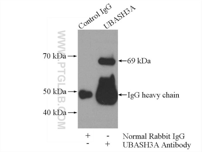UBASH3A Antibody in Immunoprecipitation (IP)