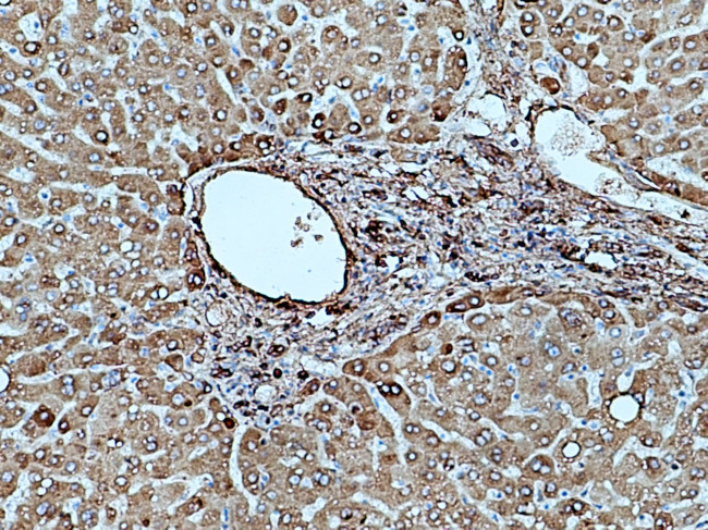 Fibrinogen gamma chain Antibody in Immunohistochemistry (Paraffin) (IHC (P))