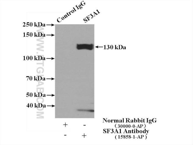 SF3A1 Antibody in Immunoprecipitation (IP)