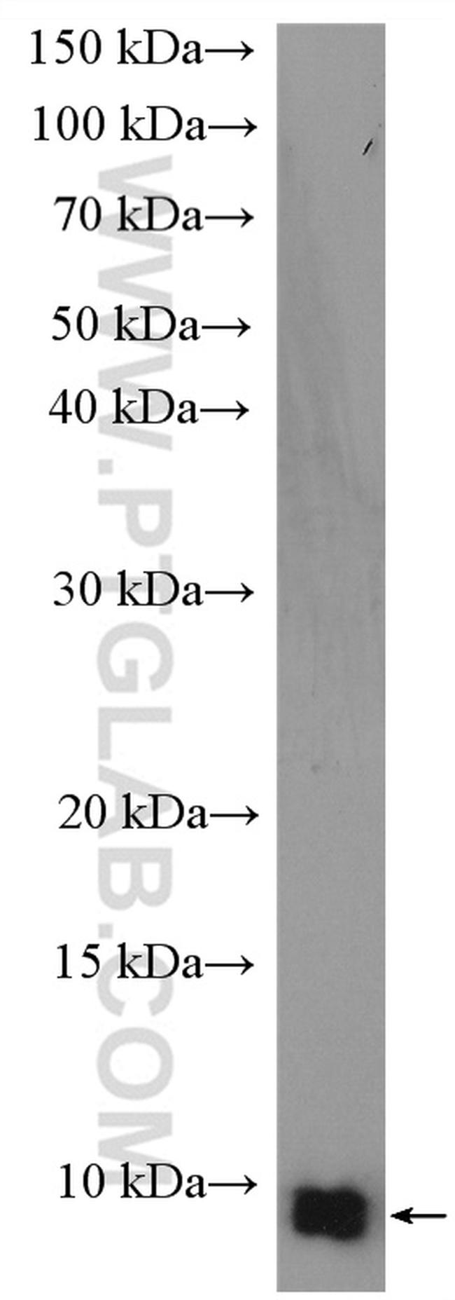 UFM1 Antibody in Western Blot (WB)