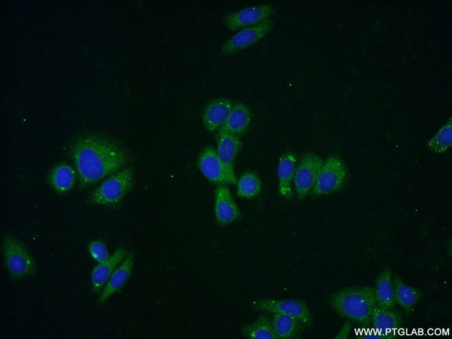 IDH3A Antibody in Immunocytochemistry (ICC/IF)