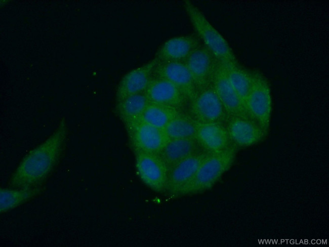 SH2D4A Antibody in Immunocytochemistry (ICC/IF)