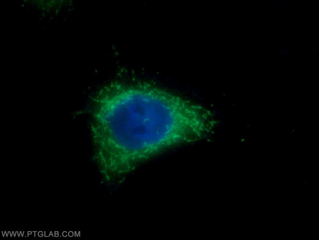 Elafin/Skalp Antibody in Immunocytochemistry (ICC/IF)