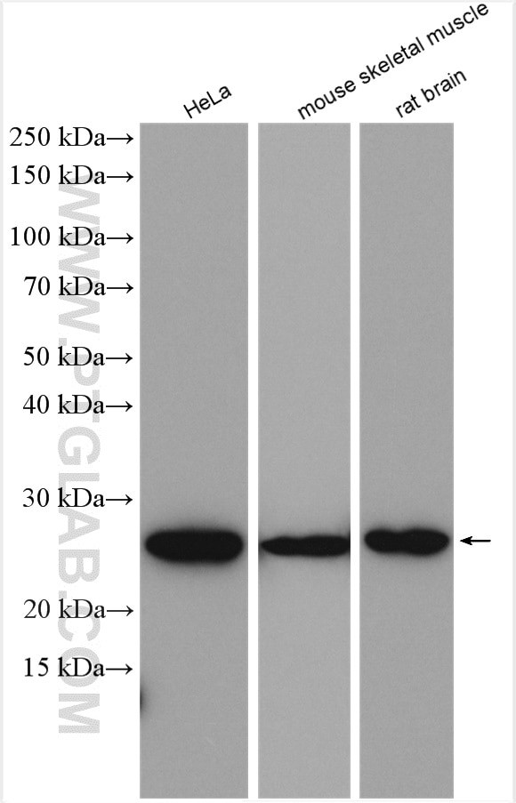 BNIP1 Antibody in Western Blot (WB)