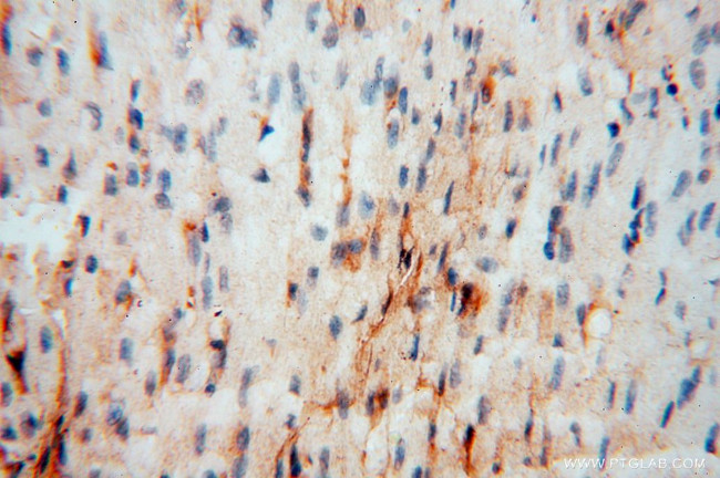 BHMT Antibody in Immunohistochemistry (Paraffin) (IHC (P))