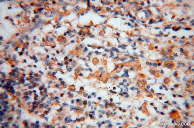 BHMT Antibody in Immunohistochemistry (Paraffin) (IHC (P))