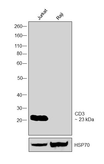 CD3 Monoclonal Antibody (SK7), Functional Grade (16-0036-81)