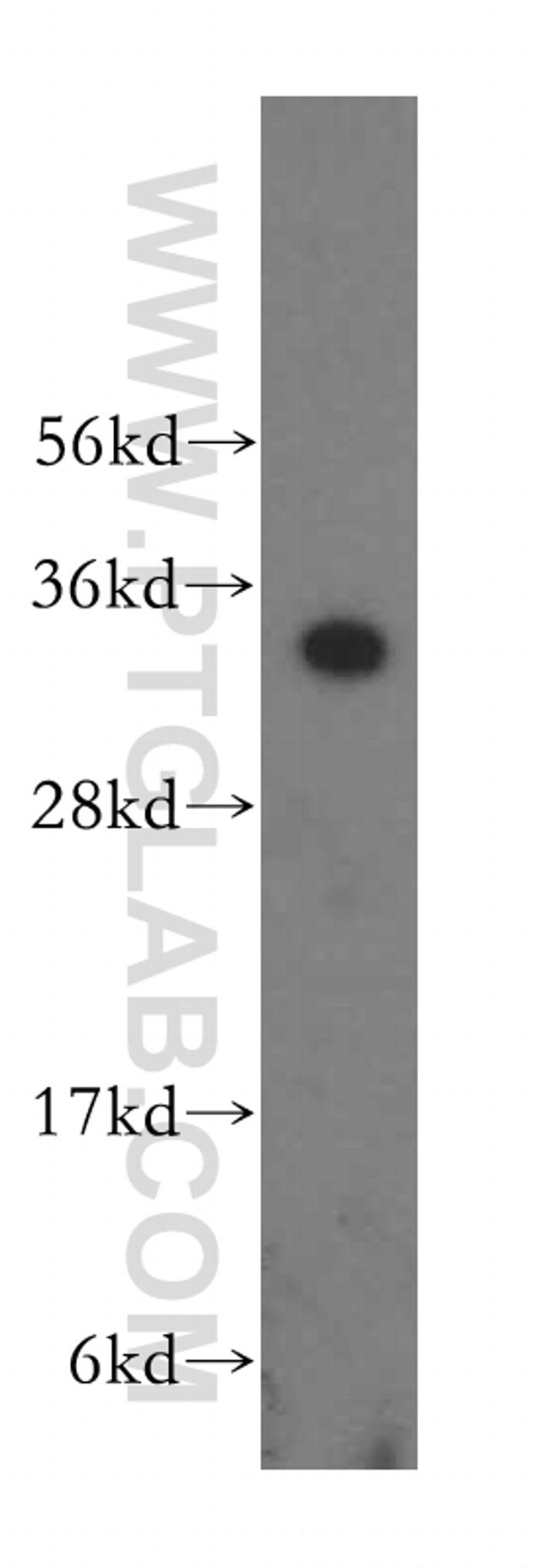 FBL Antibody in Western Blot (WB)