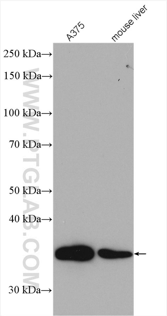 FBL Antibody in Western Blot (WB)