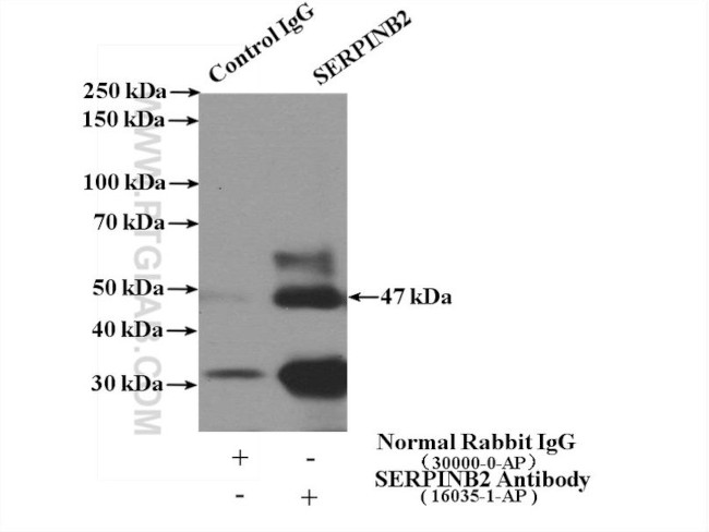 SERPINB2 Antibody in Immunoprecipitation (IP)