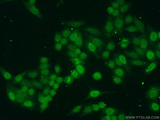 Histone H4 Antibody in Immunocytochemistry (ICC/IF)