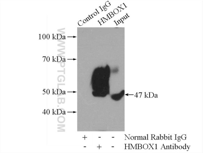 HMBOX1 Antibody in Immunoprecipitation (IP)