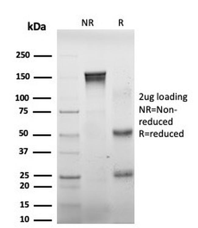 DAXX Antibody in SDS-PAGE (SDS-PAGE)