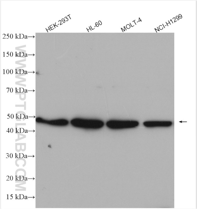 HDAC3 Antibody in Western Blot (WB)