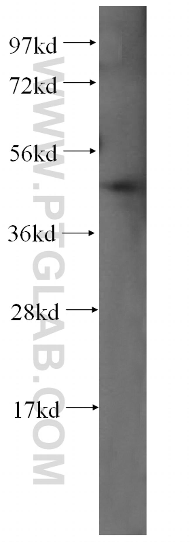 HDAC3 Antibody in Western Blot (WB)