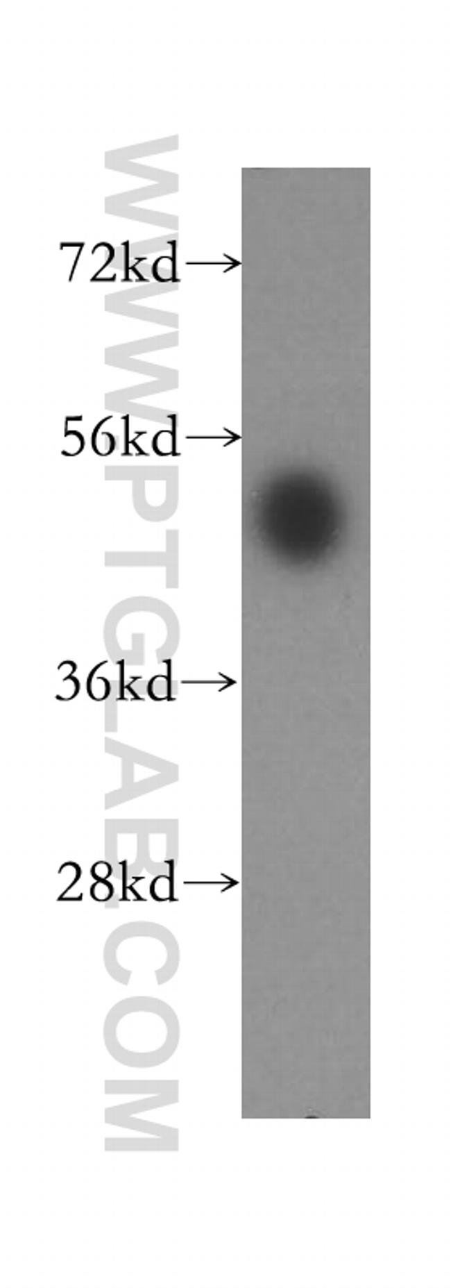 HDAC3 Antibody in Western Blot (WB)