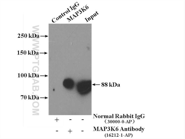 MAP3K6 Antibody in Immunoprecipitation (IP)