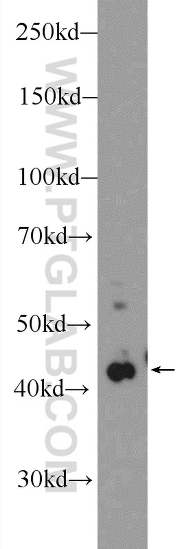 PDGFRL Antibody in Western Blot (WB)