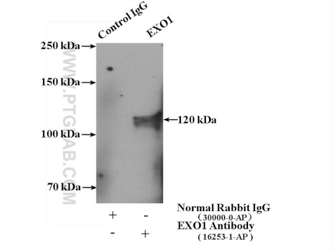 EXO1 Antibody in Immunoprecipitation (IP)