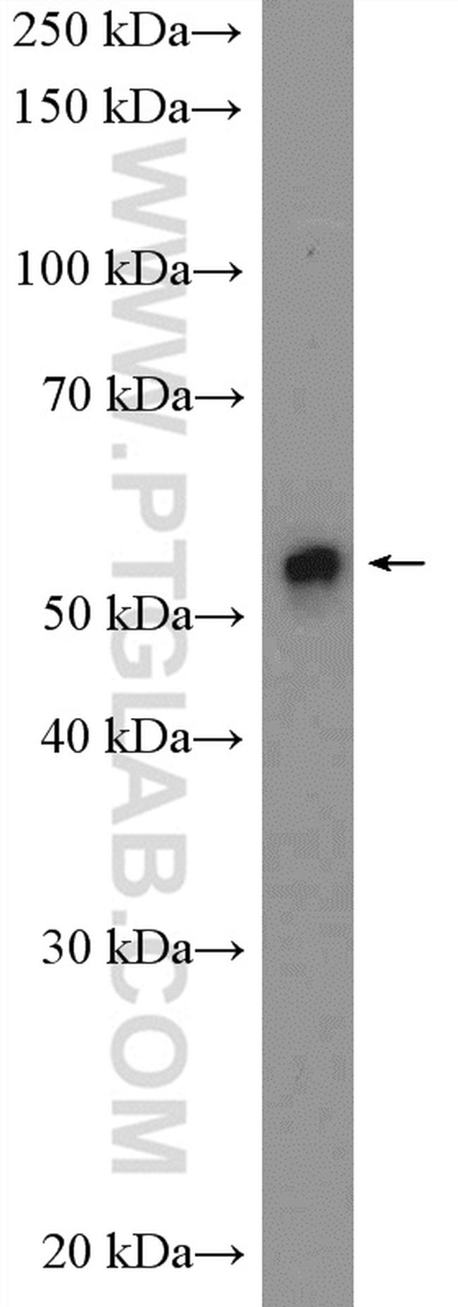 FZR1 Antibody in Western Blot (WB)
