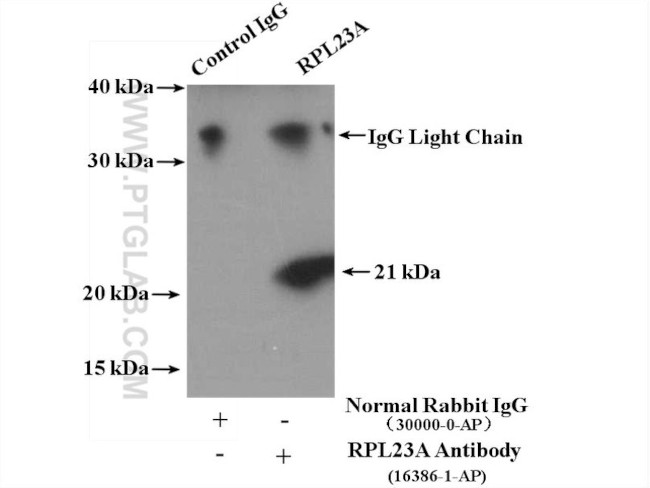 RPL23A Antibody in Immunoprecipitation (IP)