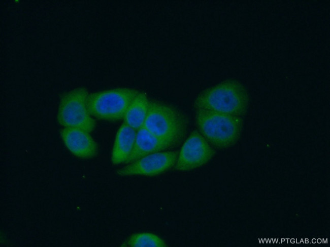 RIN1 Antibody in Immunocytochemistry (ICC/IF)