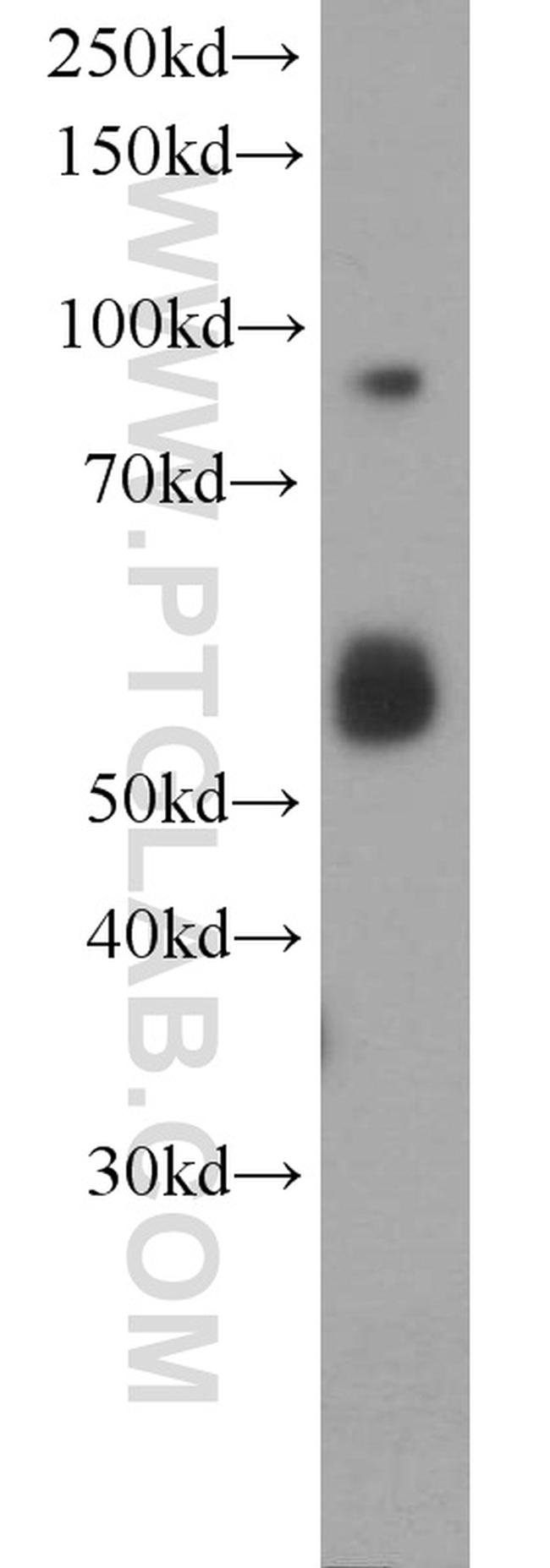 RIN1 Antibody in Western Blot (WB)