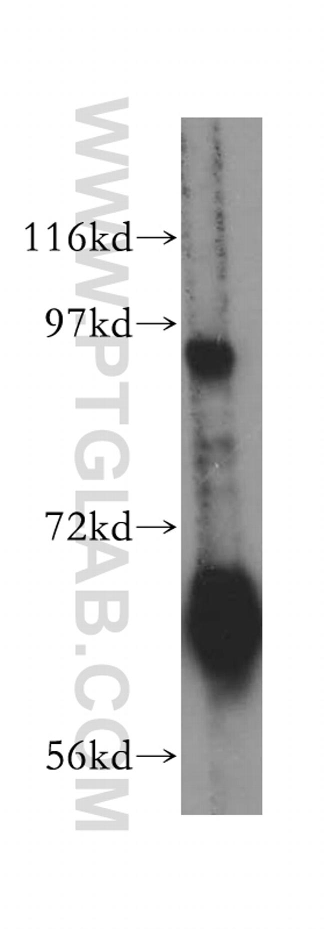 RIN1 Antibody in Western Blot (WB)